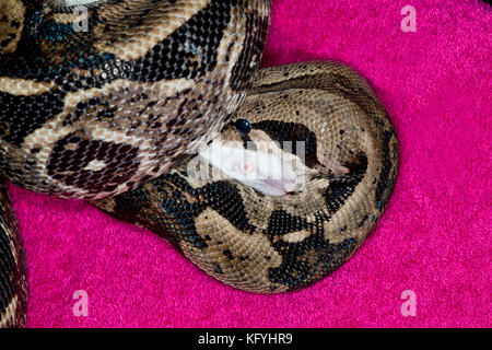 St. Paul, Minnesota. personal pet. columbian red-tailed boa, chiamato anche il comune di boa, dalla famiglia Boidae. Nome scientifico Boa constrictor. snak Foto Stock