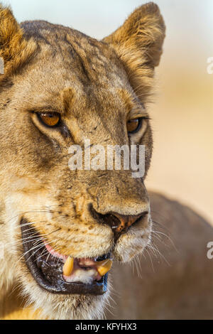 Leone africano nel parco nazionale di Kruger, sud africa ; specie panthera leo di famiglia Felidae Foto Stock