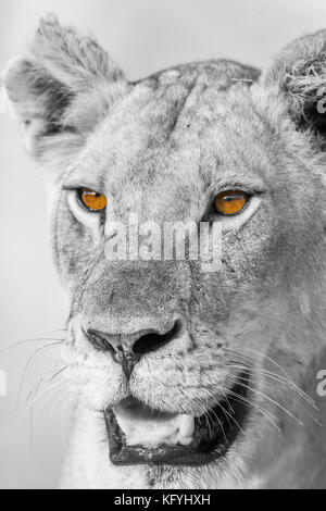 Leone africano nel parco nazionale di Kruger, sud africa ; specie panthera leo di famiglia Felidae Foto Stock