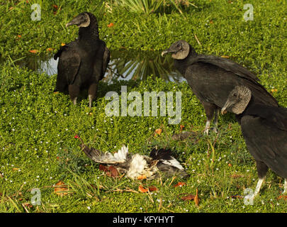 Un trio di nero gli avvoltoi pausa da assaporerete un anatra. Foto Stock