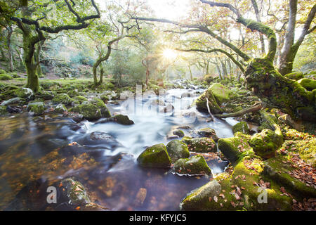 Autunno / Autunno a colori Dewerstone boschi, Shaugh prima sul bordo del Dartmoor, con il fiume Plym tumbling attraverso gli alberi Foto Stock