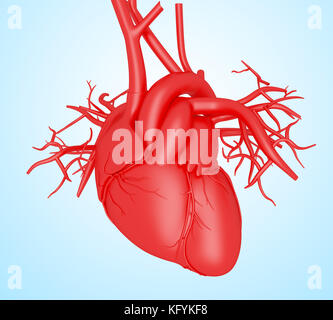 3d illustrazione. organi del corpo umano, cuore Foto Stock