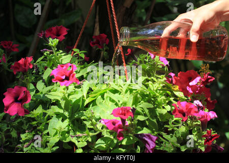 Mano femmina si riversa nelle petunie in una pentola con un preparato fertilizzante a casa. liquido organico concime. nutrizione delle piante da interni. donna impianto di irrigazione Foto Stock