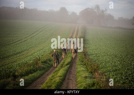 Colleghi le pistole per raggiungere a piedi i loro pioli su un fagiano sparare in una nebbiosa mattina, Hampshire, Inghilterra. Foto Stock