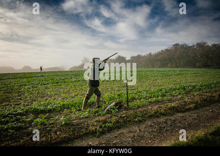 Gentleman puntando sulla pistola spara fagiano in una nebbiosa mattina, Hampshire, Inghilterra. Foto Stock