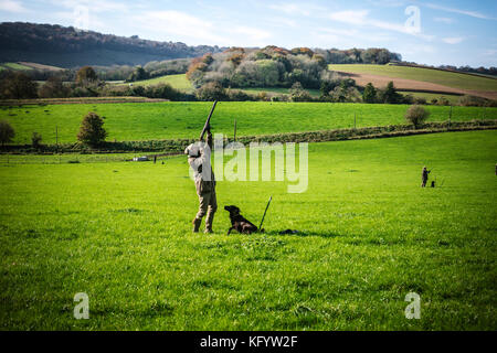 Gentleman la ripresa di un fagiano su pilotato shoot, Hampshire, Inghilterra. Foto Stock