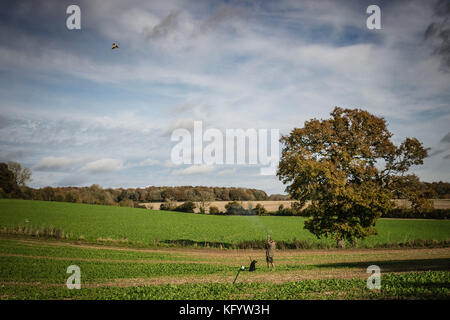 Gentleman la ripresa di un fagiano su pilotato shoot, Hampshire, Inghilterra. Foto Stock