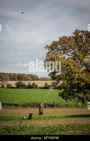 Gentleman la ripresa di un fagiano su pilotato shoot, Hampshire, Inghilterra. Foto Stock