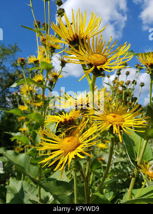 Alant; bluete; Inula helenium Foto Stock