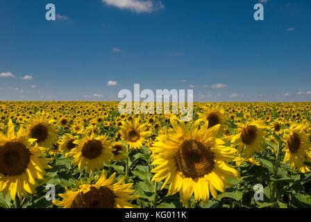 Coppia blooming girasoli nelle alte pianure del Texas Foto Stock