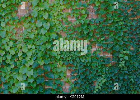 Muro di mattoni con il verde delle vigne Foto Stock