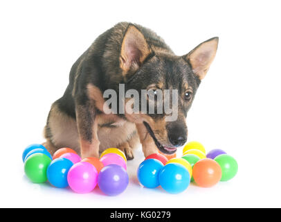 Swedish vallhund davanti a uno sfondo bianco Foto Stock