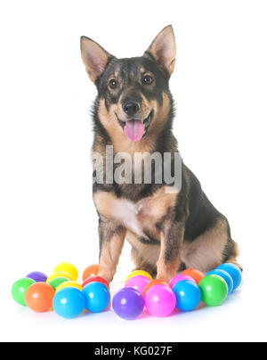 Swedish vallhund davanti a uno sfondo bianco Foto Stock