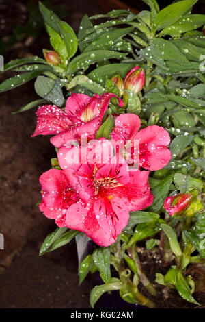 Cluster di deep pink fiori di Alstroemeria " Gatti ", Principessa / giglio Peruviano con gocce di pioggia su petali, sullo sfondo di lucide foglie verdi Foto Stock