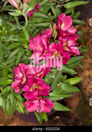 Cluster di bella rosso magenta fiori di Alstroemeria 'Louise', Principessa / giglio peruviano, sullo sfondo di lucide foglie verdi Foto Stock