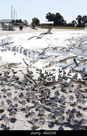 Un grande gregge di uccelli, Skimmer e gabbiani, decollare volare da una spiaggia della Florida. Foto Stock