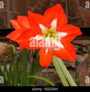 Grande vivido arancione / Fiore rosso con il bianco a forma di stella centro di Hippeastrum contro uno sfondo scuro Foto Stock