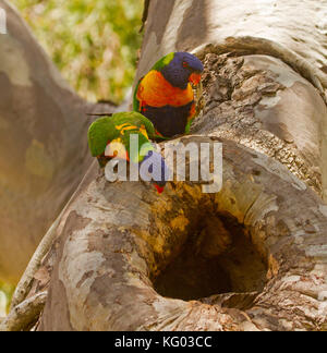 Coppia di Australian rainbow parrocchetti, Trichoglossus moluccanus, accordi di peering e di ispezionare il luogo di nidificazione nella cava in tronco di eucalipto / albero di gomma Foto Stock