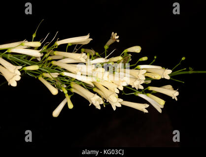 Cluster di bianco crema fiori tubolari di Russelia equisetiformis limone cade' su sfondo nero Foto Stock