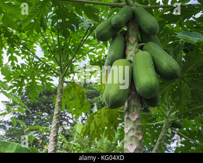 La papaia verde su albero Foto Stock