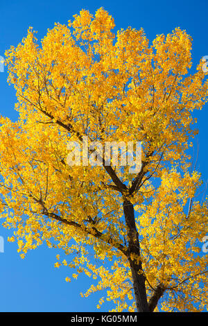 Autunno pioppi neri americani nei pressi del piccolo fiume Missouri lungo il sud Achenback Trail, nazionale Theodore Roosevelt Unità Park-North, North Dakota Foto Stock