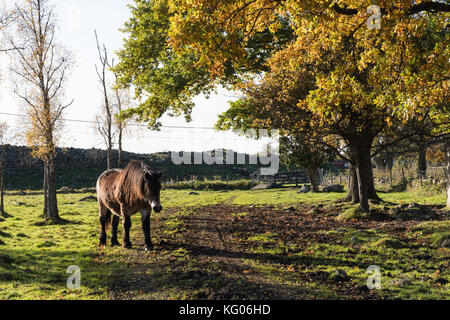 Cavallo singolo in una stagione autunnale paesaggio colorato all'isola svedese oland Foto Stock