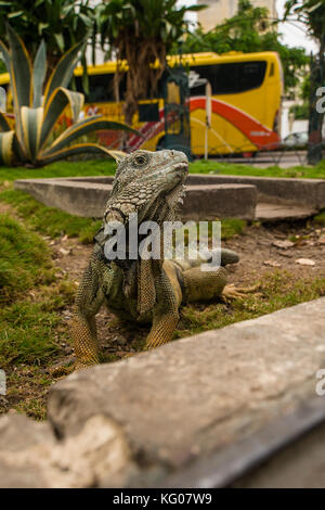 AMERICA DEL SUD ECUADOR GuayaQUILL Provincia di Guayas la Perla del Pacifico Foto Stock