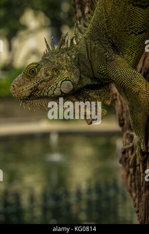 AMERICA DEL SUD ECUADOR GuayaQUILL Provincia di Guayas la Perla del Pacifico Foto Stock