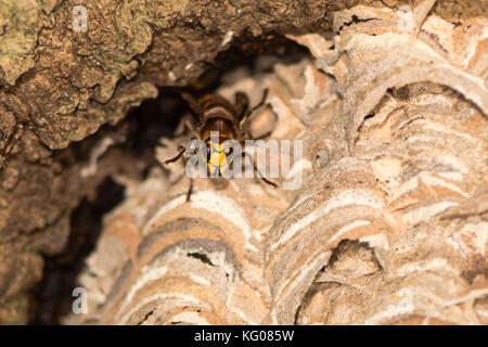 Il calabrone europeo (Vespa crabro) sul nido. Grande vespe in piedi su nido di carta, mostrando comportamento difensivo, in Wiltshire, Regno Unito Foto Stock