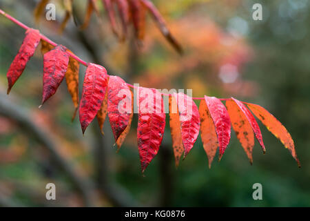 Foglie di autunno di rhus glabra 'slivellare sumach'. sumac nella famiglia anacardiaceae mostra autunnale di colore rosso, come ottobre avanza in Inghilterra Foto Stock