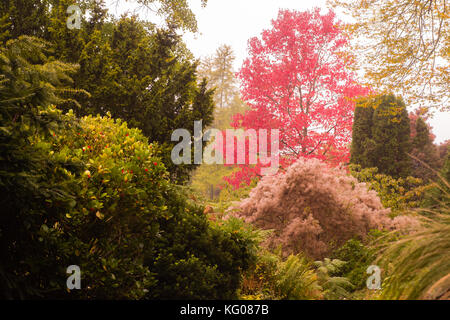 I colori autunnali nella vasca da bagno Botanic Gardens. alberi e cespugli che mostra autunnale di rossi, gialli e verdi come ottobre avanza in Inghilterra Foto Stock