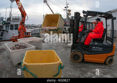 I pescatori sono molto impegnati in primavera, quando la pesca è ricca intorno alla penisola di Lofoten, Norvegia Foto Stock