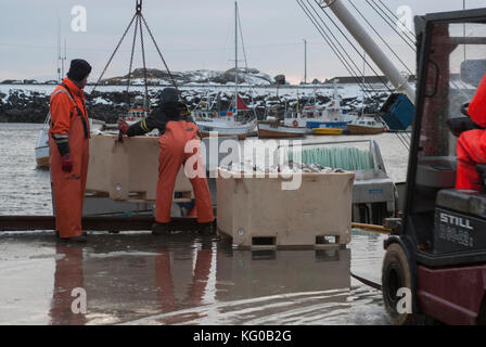 I pescatori sono molto impegnati in primavera, quando la pesca è ricca intorno alla penisola di Lofoten, Norvegia Foto Stock