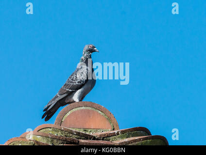 Un colpo di un Feral pigeon in piedi su un tetto. Foto Stock