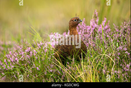 Red Grouse in Pink Heather su Yorkshire Grouse Moor, Regno Unito Foto Stock