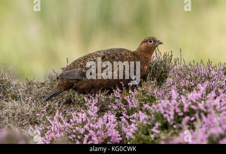 Red Grouse in Pink Heather su Yorkshire Grouse Moor, Regno Unito Foto Stock