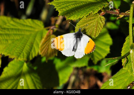 Punta arancione Butterfly'Anthocaris cardamines' maschio su una foglia di nocciolo. Trovato in erbose glades del bosco. Frome .Somerset Regno Unito Foto Stock