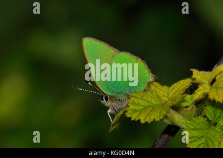 Green Hairstreak Butterfly'Callofrys rubi'.Flies maggio e giugno. Una varietà di habitat. Wiltshire,.UK Foto Stock