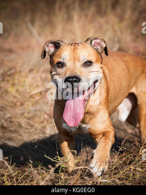 Sorridente redhead American Pit Bull camminando sulla natura, giorno di estate Foto Stock