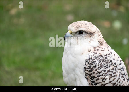 Allevati in cattività gyrfalcon Foto Stock