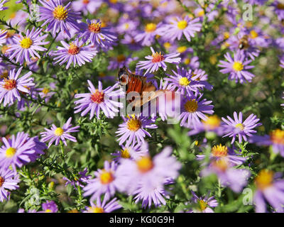 Lilla aster alpino fiore in giardino con farfalla sul fiore Foto Stock