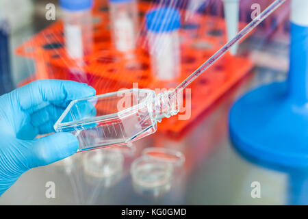 Scienziato che lavora con una coltura cellulare pallone sotto cappa sterile in laboratorio Foto Stock