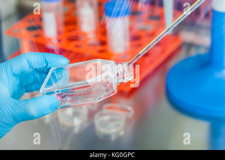 Scienziato che lavora con una coltura cellulare pallone sotto cappa sterile in laboratorio Foto Stock