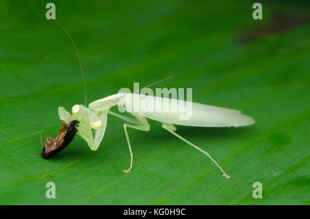 Mantide religiosa su alimentazione roach. tropidomantis tenera. Malaysia Foto Stock