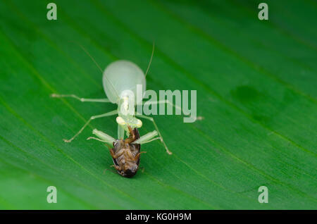 Mantide religiosa su alimentazione roach. tropidomantis tenera. Malaysia Foto Stock