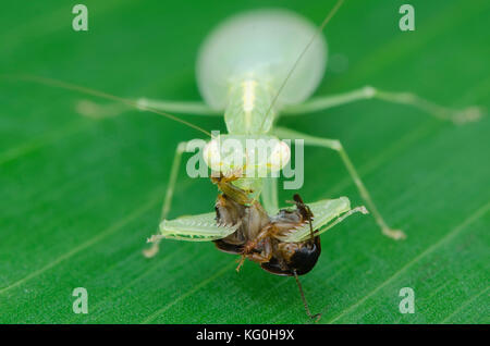 Mantide religiosa su alimentazione roach. tropidomantis tenera. Malaysia Foto Stock