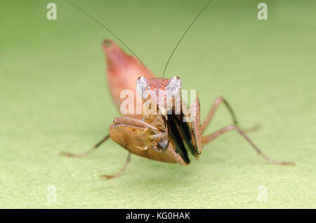 Boxer mantis alimentazione su roach. brown mantide religiosa ninfa. Malaysia Foto Stock