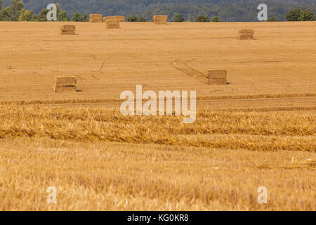 Getreidefeld mit strohballen Foto Stock