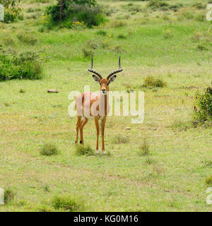 La fauna selvatica impala in safari in Africa, Kenya, naivasha parco nazionale Foto Stock