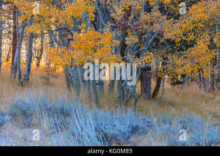 Vacilla aspens (Populus tremuloides) in caduta delle foglie e sagebrush (artemisia Purshia), giugno lago di loop, giugno lago, California. Foto Stock